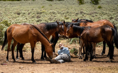 WILD HORSES AT THE DOOR
