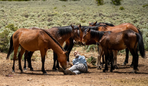 WILD HORSES AT THE DOOR