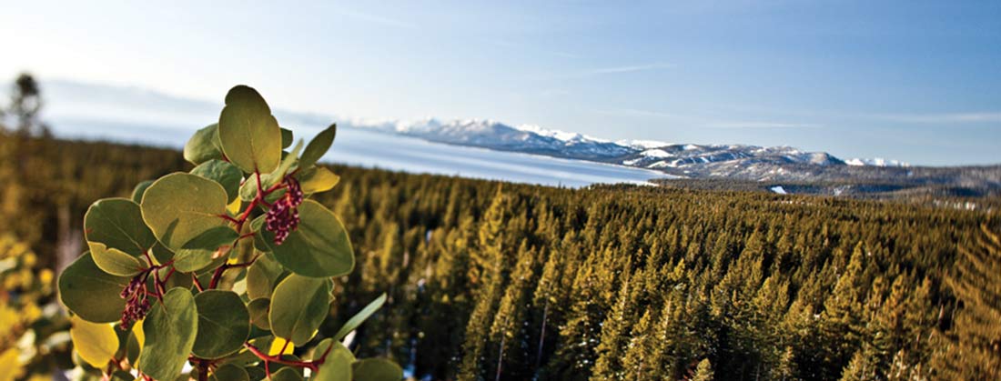 tahoe view